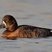 Lesser Scaup